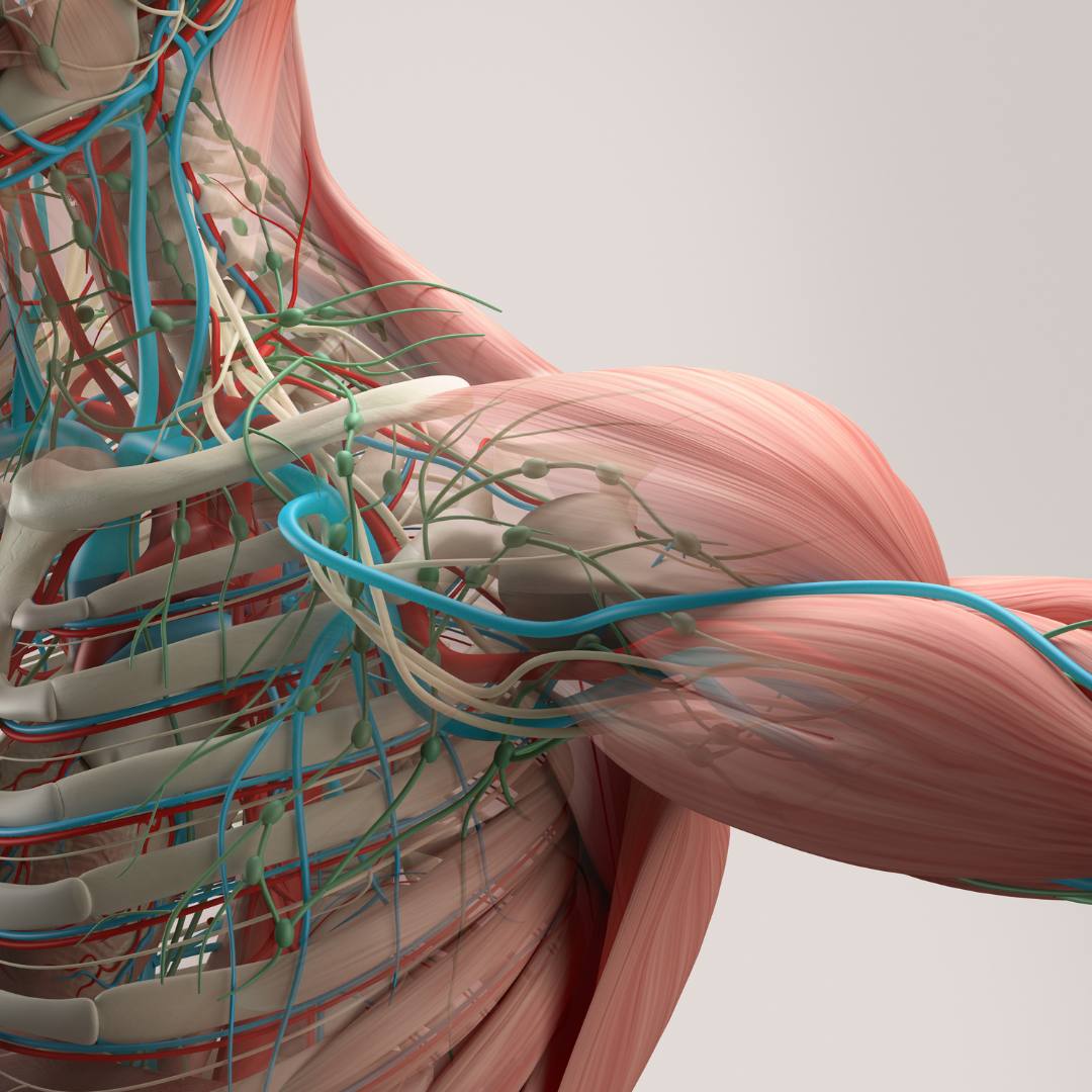 ONLINE L3 Anatomy & Physiology Course